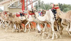 Find the perfect al marmoom camel racetrack stock photos and editorial news pictures from getty images. Hamdan Bin Mohammed Attends Camel Racing
