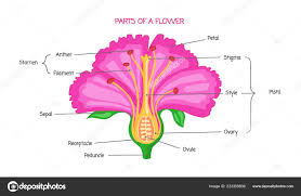 Called stamens, these reproductive organs are made up of two parts: Gumamela Flower Accessory Parts