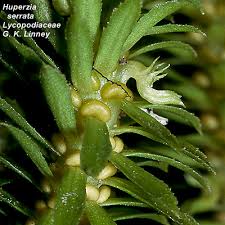 Image result for Lycopodiaceae