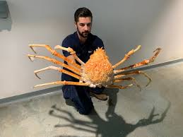 The have such thick shellls that they take forever to die. Sea Life Manchester S Japanese Spider Crab Wriggles Out Of Its Entire Shell About Manchester
