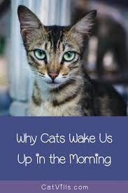 Why Does My Cat Wake Me Up In The Morning Catvills In 2020 Popular Cat Breeds Most Popular Cat Breeds Cats