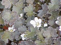 Image result for Geranium aculeolatum