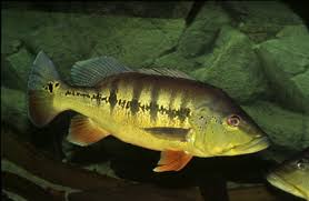 Видео bedain jantan & betina peacockbass. Predatorfishkeeper Peacock Bass Dan Jenis Jenis Peacock Bass
