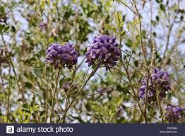 Primo piano di jacaranda albero azzurramento con fiori viola. Grappoli Di Fiori Viola Su Un Texas Mountain Laurel Tree Dermatophyllum Secundiflorum Nella Primavera In Arizona Stati Uniti D America Foto Stock Alamy