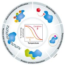 Before understanding about it, first of all we must have information about the translation. Thermal Proteome Profiling For Interrogating Protein Interactions Molecular Systems Biology