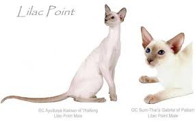 Siamese cats are very outgoing and can be quite. Siamese Cat For Sale Pet Store Malabon City 53 Photos Facebook