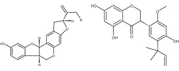 Image result for Ptycholobium plicatum