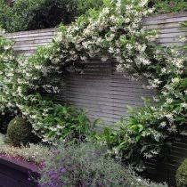 It can be grown against a wall in milder climates or in a. Star Jasmine Trachelospermum Jasminoides Evergreen