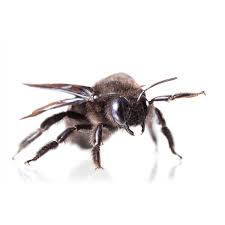 Another way to identify a carpenter bee (vs bumblebee) is to look at the damage they cause. Carpenter Bee Identification Habits Behavior Florida Pest Control