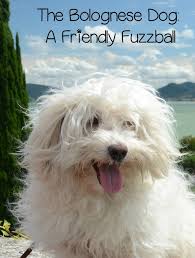 Bolognese Dog A Friendly Hypoallergenic Dog Bolognese Dog Hypoallergenic Dog Breed Dog Breeds