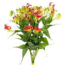 Image result for Gloriosa