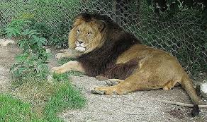 What is the national animal of england ? 51 Interesting Facts About Lions Ohfact