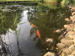 You'll want to know what kind of. We Have An 80 000 Gallon Koi Pond It Has Never Been Filtered And The Water Is Green Garden Pond Forums