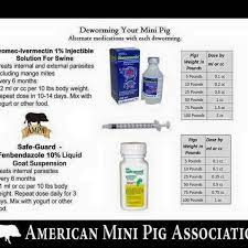 Mini Pig Deworming Chart Mini Pig Care Mini Pigs Mini Pig