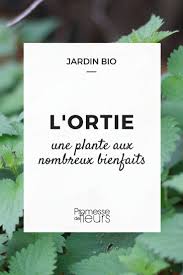 L Ortie Une Plante Aux Nombreux Bienfaits Plante Desherbant Naturel Ortie
