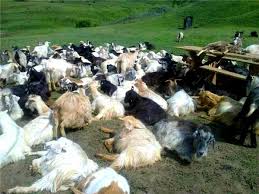 Cat lapte da o capra romaneasca pe zi. Rase De Capre Carpatina Este Cea Mai RÄspanditÄ RasÄ De Capre Din Romania Stiriagricole Ro