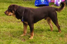 The name derives from the small town of rottweil, germany. Red Rottweilers And Unethical Breeders Nothing If Not Verbose