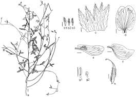 Image result for Argyrolobium rupestre