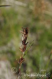 Image result for Secamone filiformis