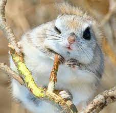 Buzzers Japanese Is A Land Of Kawaii And Also The Animals In It Japan Also Give These Kawai Japanese Dwarf Flying Squirrel Flying Squirrel Cute Baby Animals