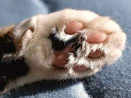 kedi tirmalamasinin zararlari ve sonuclari nedir