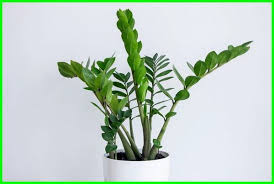 Bunga peace lily adalah salah satu tanaman hias fungsi bunga air adalah untuk mempercantik ruangan atau pekarangan, memberi makan ikan (jika ditaruh di dalam tanaman ini tentu hidup di air. Tanaman Hias Yang Hidup Di Air Edukasi Lif Co Id
