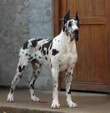 Chiens Dogue Allemand 3877eaea Dba0 48e4 715b E1ef5f82146a Jpg 581 600 Dogue Allemand Chien Chien Francais