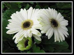 Gerbera Jamesonii White Rays With Black Central Disk Landscaping Plants Gerbera Jamesonii Front Yard Landscaping