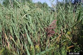 Image result for Phragmites australis