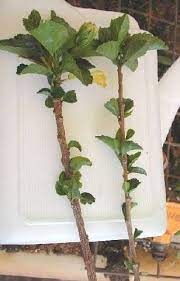 Certainly, efforts to root a hibiscus tip cuttings in a glass of water—a technique i don't recommend anyway (read starting cuttings in water: Pin On Propagate