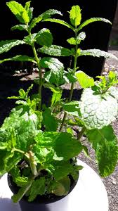 Peppermint has a strong sweetish odour and a warm pungent taste with a cooling aftertaste. What Variety Is My Mint Plant Why Does My Tea Taste Grassy Gardening Landscaping Stack Exchange