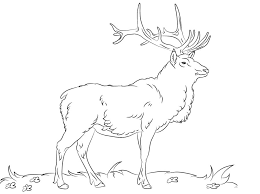 Printable bull elk coloring pages. Coloring Pages Coloring Pages Elk Printable For Kids Adults Free