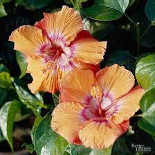 Why Are The Buds Falling Off My Hibiscus Hibiscus Plant Hibiscus Tree Fall Blooming Flowers