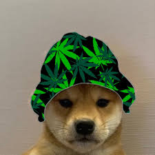Donkey kong 64 and tomb raider 4 cover art. Dog With Hat Meme Maker