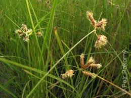 Image result for Bolboschoenus glaucus