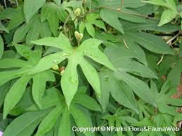 Image result for Ipomoea mauritiana