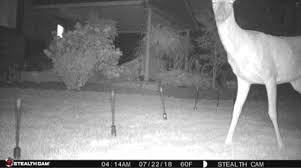 This is the minimum threshold for a deer to maintain weight but it will not suffice for breeding. Deer Resistant Vegetables