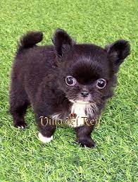Chihuahua Azabache Pelo Largo Love My Dog Cachorros Chihuahua Chihuahua Pelo Largo