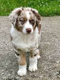Australian Shepherd Puppy For Sale In Lexington Ky Adn 34091 On Puppyfinder C Australian Shepherd Puppy For Sale Puppies For Sale Australian Shepherd Puppies