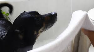5 Ways To Make Your Dog Smell Better Wikihow Pet