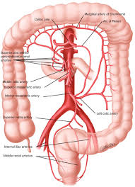 It appears from the very front of the abdominal aorta supporting the body of pancreas near its neck in the level of l1. Vascular Disorders Springerlink