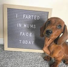 Pin On Funny Dogs