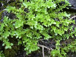 Image result for Pilea sublucens