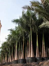 Image result for Roystonea oleracea