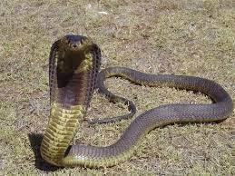 Dangerous Snakes Tips Procedures Planetanimalzone Snake Venom Snake Nile Crocodile