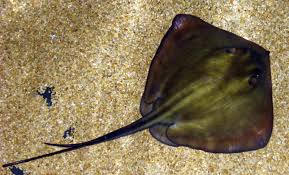Maybe you would like to learn more about one of these? Stingray Definicion Y Sinonimos De Stingray En El Diccionario Ingles