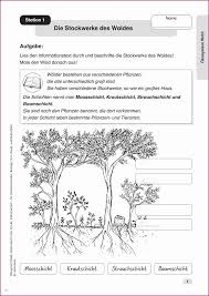 Arbeitsblatt Wald Stockwerke Inspirierend Stockwerke Des Waldes Fur Stockwerke Des Waldes Arb Wald Grundschule Stockwerke Des Waldes Arbeitsblatter Grundschule