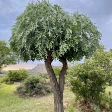 Image result for Tinnea rhodesiana