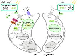 Identification And Improvement Of Isothiocyanate-Based Inhibitors On  Stomatal Opening To Act As Drought Tolerance-Conferring Agrochemicals |  Nature Communications
