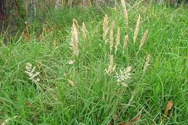 Image result for Holcus